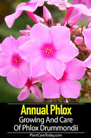 Phlox Drummondii Care Tips On Growing Annual Phlox Growing Beautiful Gardens Flower Beds