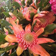 Pin By Nature S Palette On Rosy Coral Australian Native Plants Planting Flowers Native Plants