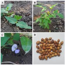 Image result for Vigna frutescens