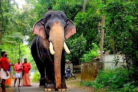 Since then, they have been purchasing an elephant once in every two years and their family mangalamkunnu tharavadu gradually came to be known as aana tharavadu (elephant home). Mangalamkunnu Karnan Wiki Photos Details Age Death Rip Height Weight Amp More
