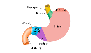 Check spelling or type a new query. Dáº¡ Day Cá»§a NgÆ°á»i Co Cáº¥u Táº¡o Tháº¿ Nao Thuá»'c Tháº£o Má»™c