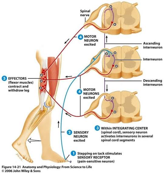 Proprioceptiveكيف يمكن للجهاز العصبي أن يؤثر في وضعية الجسم؟