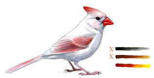 One winter day we counted 38 cardinals in the backyard after a blustery snow. Abnormal Coloration In Birds Melanin Reduction Sibley Guides