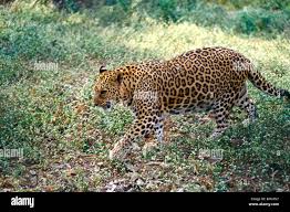 Sanjay gandhi national park leopard hi ...