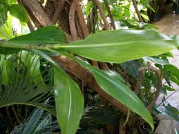 Image result for Costus afer