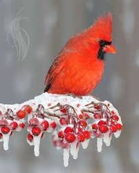 Bird On A Wire Movie Review 50 Types Of Birds With Names And Images Birds Beautiful Birds Backyard Birds