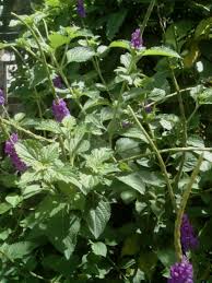Image result for Stachytarpheta urticifolia