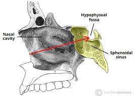 The bones of the nasal septum and other landmarks are The Paranasal Sinuses Structure Function Teachmeanatomy