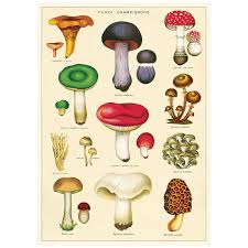 mushrooms fungi chart vintage style poster