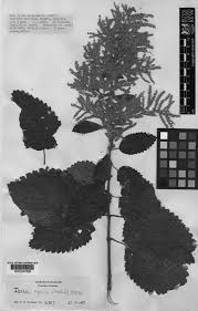 Image result for Tetradenia bainesii