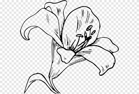 La flor de pascua como elemento imprescindible en navidad. Abierto Pascua Lirio Madonna Lirio Arum Lirio Flor Blanco Hoja Png Pngegg
