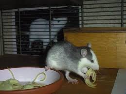 Ratten Info Ernahrung