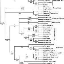 Image result for Hypericophyllum angolense