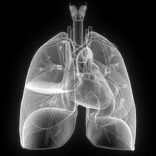 Primul transplant de plamani facut in romania le a dat speranta bolnavilor care de ani de zile lupta pentru supravietuire. Transplanturi Simultane De PlÄman Èi Ficat La Spitalul Sfanta Maria Din BucureÈti Ro Health Review