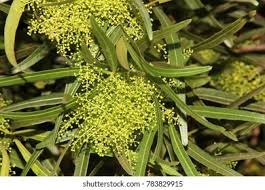 Image result for Searsia lancea