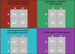 these punnett squares show the various outcomes of