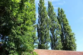 Flowering trees, dogwood tree, or cornus florida, is a deciduous tree native to north america, particularly to the eastern half of the united states. Top Fast Growing Trees For Your Garden Garden Trees Uk