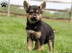 German Shepherd Chihuahua Mix Breed Introduction ...