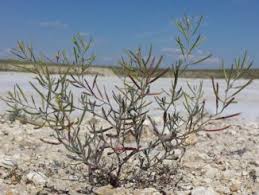 Image result for Xerophyta equisetoides