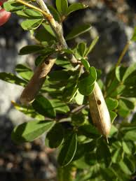 Image result for Crotalaria caudata
