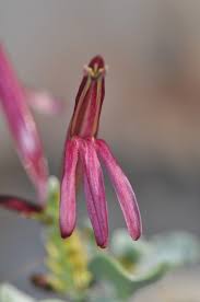 Image result for Anisotes formosissimus