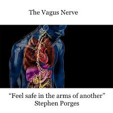 The muscles are also able to relax during a time of tension and other negative symptoms produced by our adrenaline that pours into the system during fight or flight mode are repressed. How Yoga Interacts Powerfully With Our Nervous System Yogahub Dublin