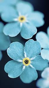 Forget Me Blue Flowers Iphone 5s Wallpaper Http Www Ilikewallpaper Net Iphone 5 Wallp Flower Iphone Wallpaper Blue Flower Wallpaper Flowers Photography