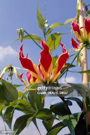 Image result for Colchicaceae