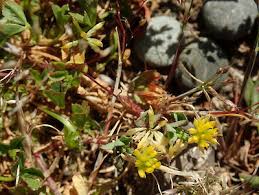 Image result for Trifolium dubium