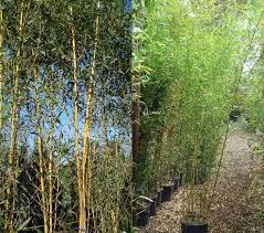Black bamboo fence panels from indonesia are great for making a robust and impressive privacy screen in the garden. Bamboo For Screening Uk Which Bamboo Is Best When