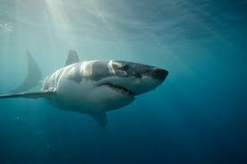 Find photos of great white shark. California Great White Shark Attack Eyewitness Saw Victim Collapse On Beach