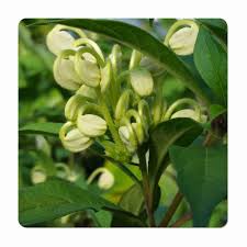 Image result for Clerodendrum incisum
