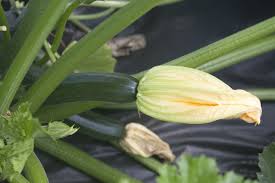 Your soil is lacking calcium. Zucchini Blossom End Rot And What You Can Do For Prevention