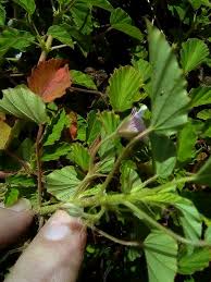 Image result for Monsonia senegalensis