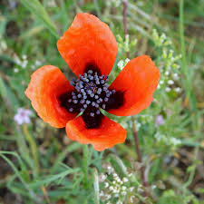 Schlafmohn papaver somniferum ist eine pflanzenart aus der gattung mohn garten mohn giftig. Sand Mohn Papaver Argemone