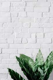 Download Premium Psd Of Bird S Nest Fern On White Brick Wall 556181 Fondos De Pantalla Verde Fondos De Escritorio Minimalista Fondos De Pared