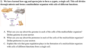 Zygote, fertilized egg cell that results from the union of a female gamete (egg, or ovum) with a male gamete (sperm). 2 We Have Learned How Egg And Sperm Join To Form A Chegg Com