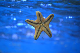 Most starfish species can only hold their breath for less than 30 seconds. Why We Should Not Lift Starfish Out Of The Water It S Fatal