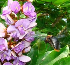 Image result for Millettia grandis