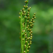 Image result for Ophioglossaceae