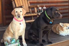 Mrazovac k9 have a large range of therapy dogs, trained puppies and fully trained companion dog for sale for family protection and personal protection. Puppy Love Acres Has Labrador Retriever Puppies For Sale In Buena Nj On Akc Puppyfinder Puppies Retriever Puppy Puppies For Sale