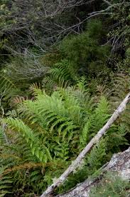 Image result for Todea