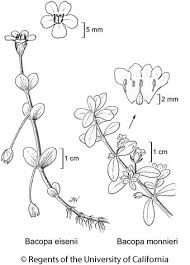 Image result for Bacopa monnieri