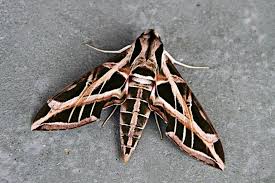 Sphinx Moths Family Sphingidae Moth Sphinx Moth Illustration