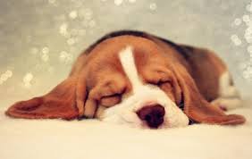 Many owners have questions about reliable ways to tell if their pet has a fever, since this is often a sign that their illness needs veterinary attention. How To Tell If Your Dog Has A Fever Enkirelations