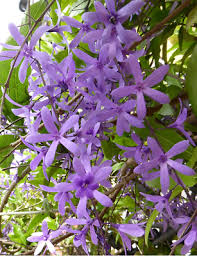 Image result for Petrea volubilis