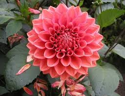 Image result for Dahlia sp. (cultivar)