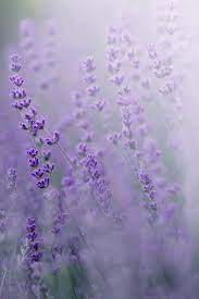 Pin On Flower