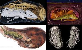 Emozioni - L'ABBRACCIO PREISTORICO. 250 milioni di anni fa, un anfibio ferito noto come Broomistega cercò di trovare rifugio dall'evento di estinzione più grave sulla terra noto come la Grande Moria. Durante