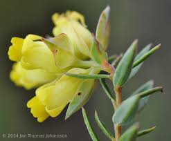 Image result for Penaeaceae